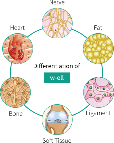 幹細胞（W-ell）